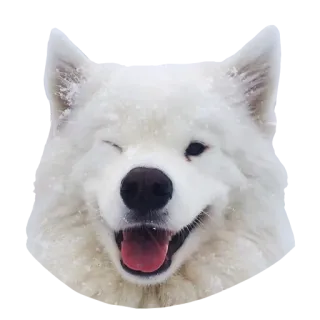 😉 7ec1170d anjing, samoyed, putih, hewan, peliharaan, lucu, kedip, bahagia telegram sticker