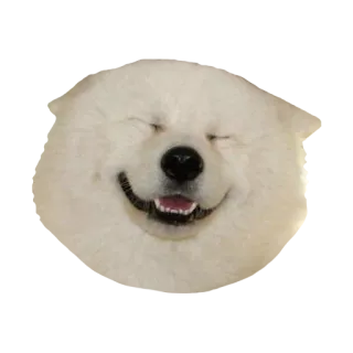 😀 b2ce0145 anjing, samoyed, binatang, hewan peliharaan, imut, senang telegram sticker