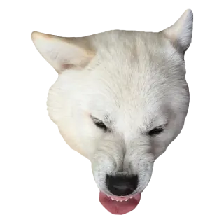 😤 b6117136 anjing, anjing putih, hewan, hewan peliharaan, marah, menggeram telegram sticker