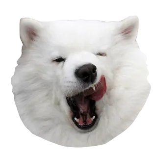 😋 b89894ae anjing, anjing putih, samoyed, hewan peliharaan, binatang, lucu, bahagia telegram sticker
