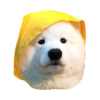 ☔ d2841ff8 anjing, samoyed, hoodie kuning, imut, hewan telegram sticker