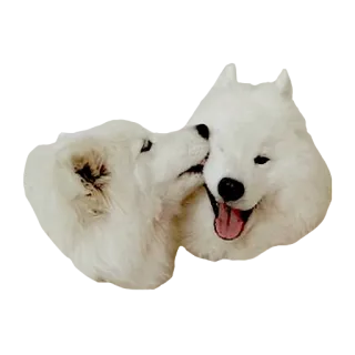 😘 d3e07016 anjing, imut, binatang, hewan peliharaan, anak anjing, samoyed telegram sticker