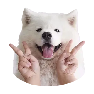 ✌ ecc1ac14 anjing, samoyed, simbol perdamaian, hewan, lucu telegram sticker