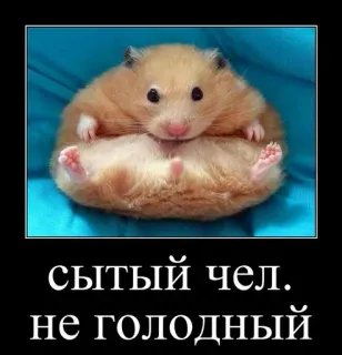 🐹 0fa2e922 СЫТЫЙ ЧЕЛ. НЕ ГОЛОДНЫЙ criceto, carino, animale, divertente, meme telegram sticker