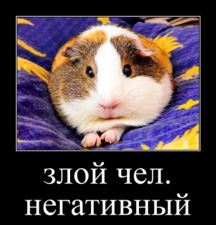 🐹 192fe297 злой чел. негативный cavia, animale, animale domestico, roditore, negativo, malvagio, arrabbiato, russo, didascalia, meme telegram sticker