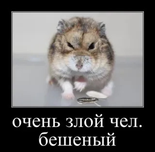 🐹 277a23b4 очень злой чел.
бешеный criceto, arrabbiato, divertente, meme, animale domestico, animale telegram sticker