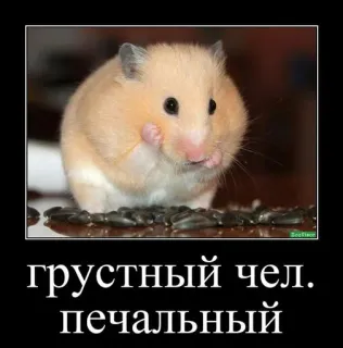 🐹 30720ba8 грустный чел. печальный criceto, animale, triste, testo, russo, meme telegram sticker
