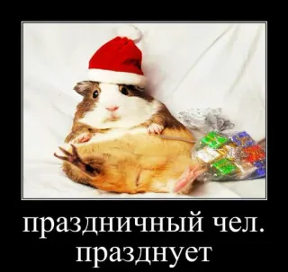 🐹 35b95509 праздничный чел. празднует porcellino d'india, Natale, vacanza, festa, cappello da Babbo Natale, animaletto carino telegram sticker