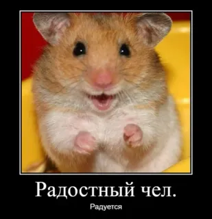 🐹 6fce3f35 Радостный чел.
Радуется criceto, felice, meme, roditore, animale, gioioso telegram sticker