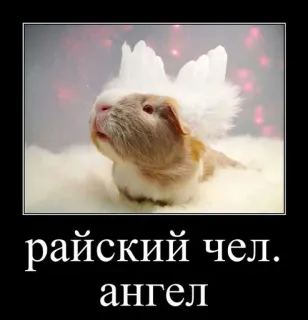 🐹 7f5970e5 райский чел.
ангел porcellino d'India, angelo, carino, animale, divertente, meme, animale domestico telegram sticker