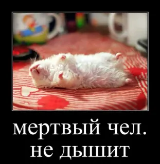 🐹 880c6d58 мертвый чел. не дышит criceto, morto, russo, animale, meme, testo telegram sticker