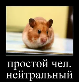 🐹 aa23df2f простой чел. нейтральный criceto, meme, animale domestico, animale, carino, divertente telegram sticker