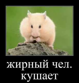 🐹 c3721146 жирный чел. кушает criceto, animale, carino, animale domestico, mangiare, meme telegram sticker