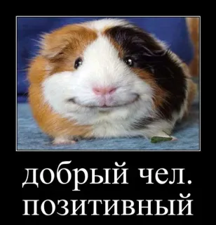 Чел. @floralfury telegram stickers