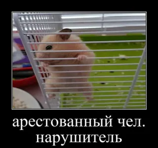 🐹 e1d87e87 арестованный чел. нарушитель criceto, gabbia, divertente, meme, animale, roditore telegram sticker