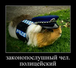 🐹 f4f78890 законопослушный чел. полицейский porcellino d'India, polizia, animale, legge, divertente, meme telegram sticker