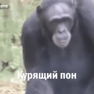 пон пон пон нипон @sanitarchick :: @fStikBot whatsapp stickers