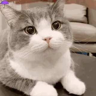 🐱 f73653b9 แมว, น่ารัก, สัตว์, แมวบ้าน, สัตว์เลี้ยง, ลูกแมว, สีเทาและสีขาว, ร่ม telegram sticker