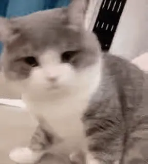 🐱 f97a653e แมว, สัตว์, สัตว์เลี้ยง, น่ารัก, บ้าน, สัตว์เลี้ยงลูกด้วยนม, สัตว์ตระกูลแมว telegram sticker