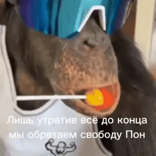 🦧 067639e3 Лишь утратив всё до конца мы обретаем свободу Пон ลิง, แว่นกันแดด, อมยิ้ม, เอป telegram sticker