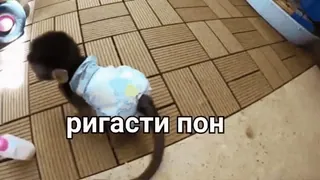 🦧 169345f2 ригасти пон ลิง, เด็ก, สัตว์, น่ารัก, ผ้าอ้อม telegram sticker