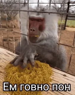 🦧 25b35f19 ЕМ ГОВНО ПОН ลิงบาบูน, สัตว์, ลิง, กรง, สวนสัตว์, รัสเซีย telegram sticker