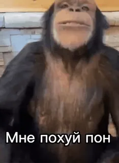 🦧 31f75b03 Мне похуй пон ลิง, ลิงชิมแปนซี, ก้าวร้าว telegram sticker