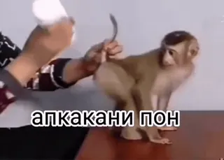 🦧 878ab8f5 алкакани пон ลิง, เอป, สัตว์, ไพรเมต telegram sticker