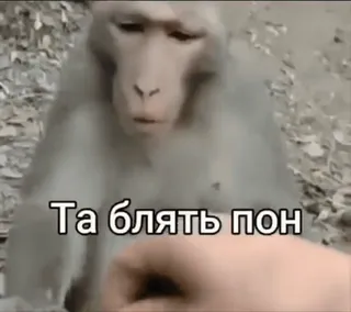 🦧 9e33fd93 Та блять пон ลิง, หยาบคาย, รัสเซีย telegram sticker