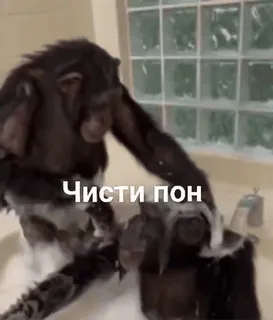 🦧 9f74d887 Чисти пон ลิงชิมแปนซี, สัตว์, ซักผ้า, ฟอง, ห้องน้ำ, ตลก telegram sticker