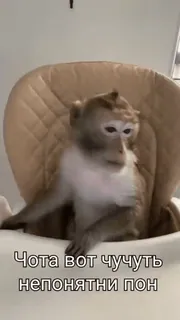 🦧 e5f4f26c Чота вот чучуть
непонятн пон ลิง, เอป, เก้าอี้, สัตว์, ตลก, มีม telegram sticker