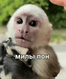 🦧 eb637e71 МИЛЫ ПОН ลิง, น่ารัก, สัตว์, รัสเซีย, มีม telegram sticker