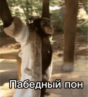 🦧 f5de3249 Пабедный пон ลิง, สัตว์, ตลก, เรื่องตลก telegram sticker