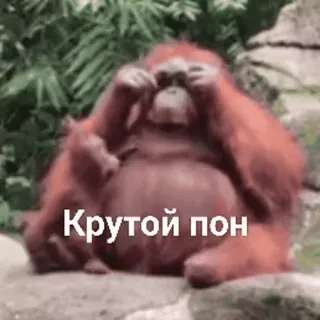 🦧 fe5f229e Крутой пон ลิงอุรังอุตัง, ลิง, เอป, เท่, ตลก, มีม telegram sticker