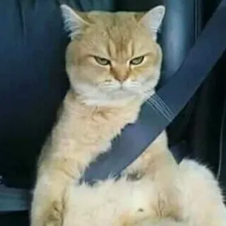 🐈 055a11e1 chat, animal, ceinture de sécurité, sécurité, animal de compagnie, animal domestique, voiture, drôle, mème telegram sticker