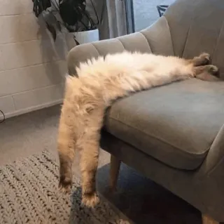 🐈 1f493af0 chat, animal, chaise, paresseux, drôle, animal de compagnie telegram sticker