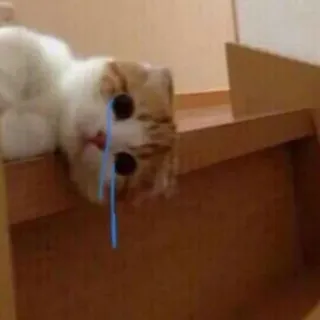 🐈 289c1915 chat, animal, pleurer, larmes, triste, animal de compagnie telegram sticker