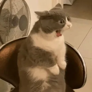 🐈 3608d309 chat, effrayé, drôle, mème, animal, animal de compagnie, choqué telegram sticker