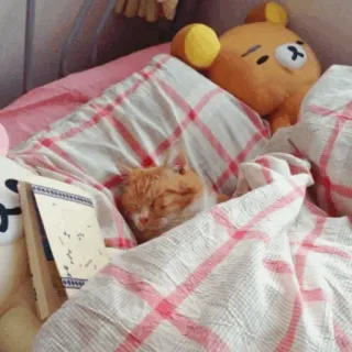 🐈 5055157f chat, lit, sommeil, cosy, animal de compagnie, animal, mignon telegram sticker