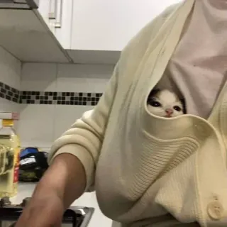 🐈 57d0db91 chat, chaton, poche, animal, mignon telegram sticker