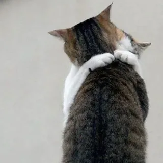 🐈 6259b7a5 chats, câlin, amitié, animaux, mignon, affection telegram sticker