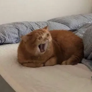 🐈 67311806 chat, bâillement, animal domestique, animal de compagnie, chat roux, lit telegram sticker