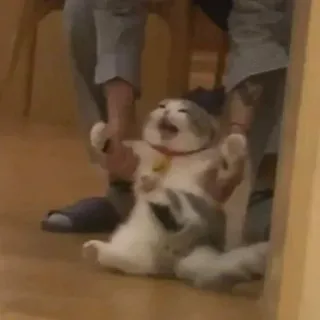 🐈 9879d5b0 chat, drôle, mème, animal telegram sticker