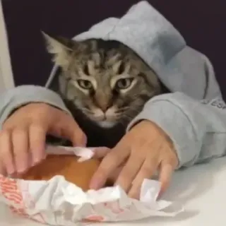 🐈 9b2c9387 chat, animal, sweat à capuche, nourriture, mème, drôle telegram sticker