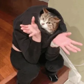 🐈 a5e46811 chat, humain, animal, animal de compagnie, mème, drôle telegram sticker