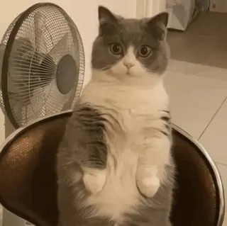 🐈 b71aafaa chat, animal, mignon, animal de compagnie, gris et blanc, debout, ventilateur telegram sticker