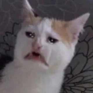 🐈 bd3044ef chat, triste, pleurer, mème, animal, animal de compagnie telegram sticker