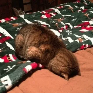 🐈 ea19f525 chat, animal, dormir, animal de compagnie, animal domestique, paresseux telegram sticker