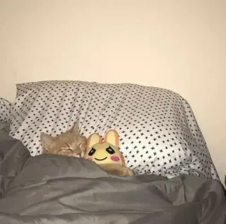 🐈 ed8323e9 chat, dormir, animal, peluche, mignon telegram sticker