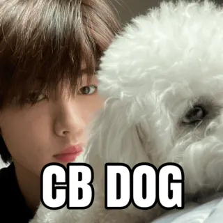 🐶 e74814b5 CB DOG 犬, ペット, 動物, 可愛い, ビションフリーゼ, 人, 韓国 telegram sticker